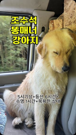 앉아서 자는 개