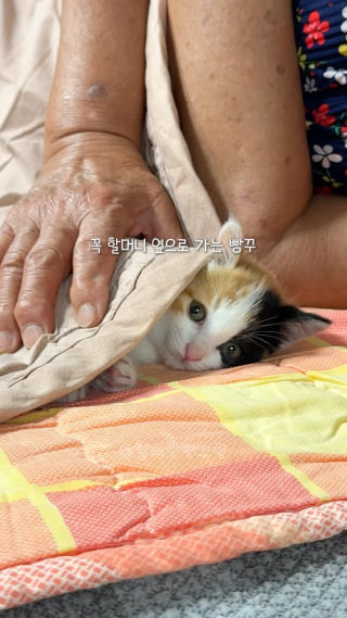할매 손길이 최고의 수면제!

#고양이 #cat #냥스타그램 #할머니 #집사