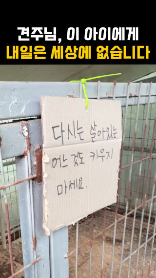 제보를 받고 폭염 속 방치된 진돗개를 만나러 갔는데요

견주분께서는 현재 베트남에 계시며 다른 사람에게 부탁해 아이를 챙기고 있다고 말씀하셨습니다

하지만 챙겨주고 있다고 했던 말과 직접 마주한 마당이의 환경은 그 말과는 너무 달랐는데요

심한 헐떡임과 탈수, 열사병이 의심될 정도로 위태로운 상태였고, 몸조차 제대로 가누지 못한 채 힘겹게 버티고 있었습니다

저희는 이 모습을 보고 그냥 돌아설 수는 없었는데요

당시에는 구조 후 데려갈 곳조차 정해지지 않은 상황이었지만 무엇보다 아이를 먼저 살려야겠다는 생각이 앞섰습니다

현재의 위급한 상태를 다시 한번 설명드리며 견주분께 간곡히 부탁드렸고 결국 구두로 마당이를 데려가도 된다는 허락을 받을 수 있었습니다

그렇게 마당이의 구조 이야기가 시작되었답니다

현재 이 아이 외에 다른 마당이들의 구조에 대해서 많이 질문을 해주시는데요

”이 아이 구조좀 해주세요“, ”구조가 먼저지 환경개선이 먼저인가“ 라는 댓글을 정말 많이 남겨주십니다

저희도 아이들을 구조하고 싶습니다 하지만 구조는 데려오는 것으로 끝나는 일이 아닙니다
저희는 구조단체가 아닌 개인 봉사자이며 구조 후 아이들이 지낼 공간이 없습니다

구조가 필요한 아이를 만나면 여러 구조단체와 보호소에도 도움을 요청하지만
현재는 대부분 보호 공간이 포화 상태라 받아주지 못하는 경우가 많습니다

또한 지자체 위탁 동물보호센터에서는 보호 절차 이후에도 입양처를 찾지 못한 경우,
관련 법과 지침에 따라 상황에 따라 안락사가 시행될 수도 있습니다

그래서 저희는 단순히 먼저 구조 후에 생각하는게 아닌
아이가 앞으로 살아갈 곳까지 함께 준비된 구조를 하고 싶습니다

임시보호처나 평생 함께할 가족이 마련된다면,
저희는 언제든 가장 먼저 달려가 구조하겠습니다

한 아이를 살리는 �