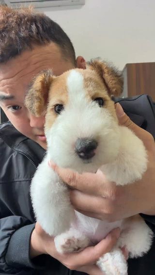 #刚毛猎狐梗卖萌 #刚毛猎狐梗 #cute #刚毛猎狐梗幼犬 #刚毛猎狐梗日常 
卡通猎狐梗