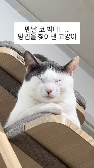 코 안 박으려고 머리 쓴 고양이 (천재인가?🤣ㅋㅋㅋㅋㅋ)
서울대 잔머리 학과 보내야겠닼ㅋㅋㅋㅋㅋㅋ