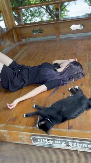 여름이었다 
 
 
 
 
 
 
 

#마루 #고양이 #턱시도 #cat #더위