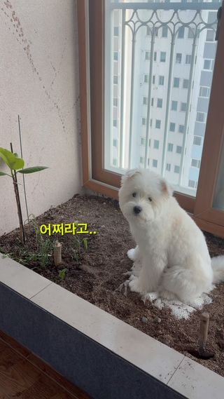 ㅎㅎ team실외배변. 어김없이 화이팅. 우리에겐 꼼수가 통하지 않아요.

#실외배변 #실외배변견주의삶 #폭염