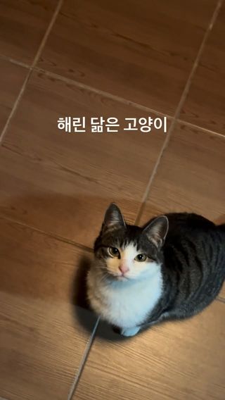 #고양이 #냥스타그램 #코숏 #cat #해린