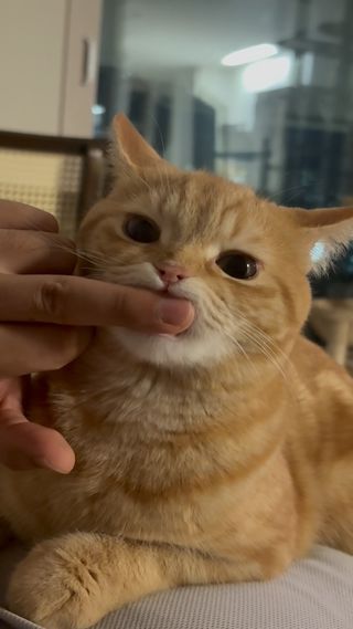 쯉쯉쭙..👼🏻#고양이일상 #orangetabby #치즈냥 #fff #fypシ