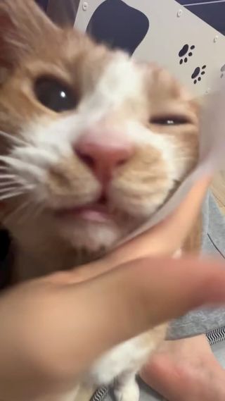 고양이 세수