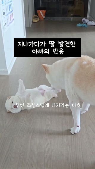 🎶아빠가 딸내미 걱정돼서 온 줄 알았는데
냄새만 맡고 가심ㅋㅋㅋㅋ

👨🏻 킁킁… 내 새끼 맞군. 가던 길 가야지.

근데 여러분이라면
저렇게 발라당 누워있는 나레 발견하면
어디부터 만지실 건가요? 😂

① 배
② 발바닥
③ 볼따구
④ 일단 냄새부터 맡는다

#柴犬 #시바이누 #강아지 #shiba 
#백시바