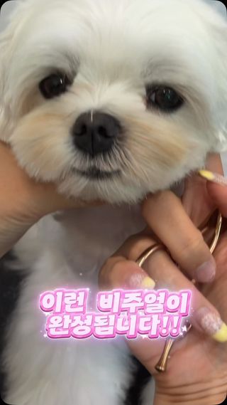 누나가 애견 미용사면 좋은 점