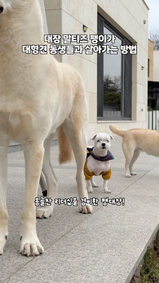 목소리 크다고 대장이 되는 거, 아니죠!
그렇다고 화만 낸다고 되는 것도 아니죠! :)🐾

넓은 바다 같은 다정하고도 따뜻한 마음과 🌊
단단하고 옹골찬 카리스마까지 갖춰져야 ✨
비로소 대장이라 할 수 있는 법,,😌☝🏻

(신기하게도 정말 팽대장을 싫어하는 멈머들은 한 번도 못 봤어요..?ㅎ)

동생들이 까불 땐 따끔(?)하게 한마디 해주고,
평소엔 누구보다 다정하게 자신의 곁을 내어주는 -

덩치는 가장 작아도, 동생들을 품는 그릇만큼은
그 누구보다 큰 우리 집의 진정한 리더 팽대장!🤍

그렇게 팽대장은 오늘도
큰 동생들 사이에서 야무지게 대장 노릇 중이라고,, :)🐕🐾

하지만
이런 팽대장에게도 약점이 있었는데..!😬;
혹시 고민 해결한 방법 미리 확인하신 분 계실까ㅇㅕ..?😇🪽

‘ 궁금하신 분들은 유튜브 긴 영상 참조오! ’ 🤍🐾

#대장은몸집과큰소리로하는게아니라는증거😌☝🏻