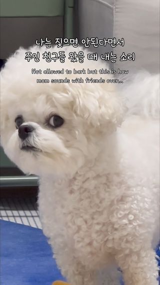 ️️⚠️ 누나 칭구들에게 경고한다 ⚠️ 
눈나 ! 뉴나 친구들도 짖고 있는데 왜 나보고만 짖지말라고 해 ???
나 자야하니까 그만 짖고 조용히 놀다가 . 

#비숑 #홈파티 #밈 #강아지일상 #릴스