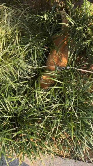 왔다 내 날씨🍁
.

#catreels #catstagram #walkingcat#덕구 #가을남자
