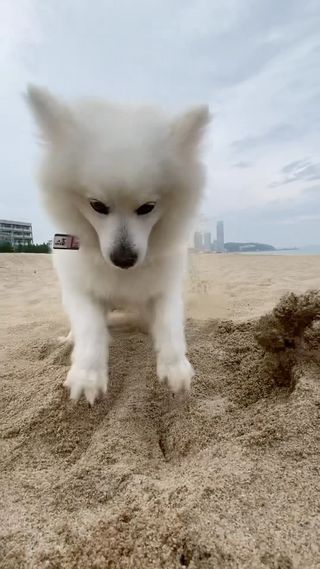 양양 바닷가에 나타난 봉크레인🪏

바다 가서 한 시간 동안 모래만 파고 놀았는데 왤케 웃긴지,, 
덕분에 재밌었다 석봉아🫳🏻🤍

#260821 #양양