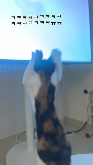 이게 왜 진짜에요??????

#고양이클럽 #kitten