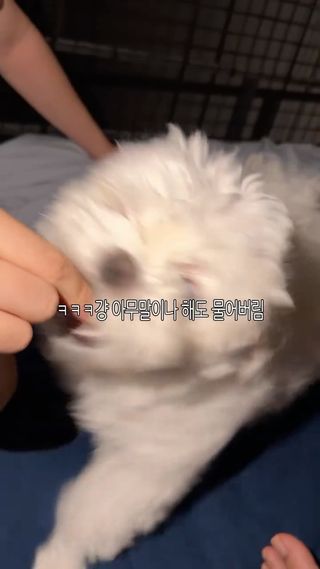 어멈vs아범
.
.
.
.
.
.
.
.
.
#멍스타그램 #강아지 #댕댕이 #반려견 #pet
