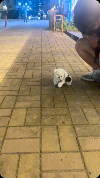 얼렁이🫧

땅은 처음이라 다 먹었어요 ,,,
건전지좀 빼주실분 구함 😖

#아기가나디