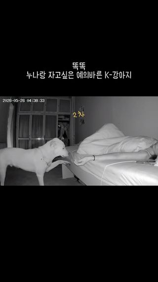 점점 노크에 힘이 실리는 거 같은 건 기분탓 ..?

날씨 쌀쌀해지니까 점점 침대에 올라와서 안기길래 생각난 영상 🥺🤍