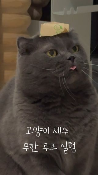 고양이 머리에 스티커를 붙이면 세수 무한 루프에 걸릴까? ㅋㅋㅋ 🔄 SNS에서 핫한 ‘고양이 세수 무한 루프’ 밈을 우리 삼냥이에게 직접 실험해 봤습니다! 머리 위 스티커를 떼려다 앞발로 수염을 스치면 본능적으로 다시 세수를 시작한다는 그 이론... 과연 성공했을까요? 😹

-

Will a cat get trapped in an infinite grooming loop if you put a sticker on its head? lol 🔄 We tested the viral “infinite cat grooming loop” meme on our three cats! The theory goes: trying to remove the sticker from their head grazes their whiskers, which instinctively triggers them to groom all over again... Did it actually work? 😹

#마요네즈겨자
#캣스타그램 
#CatLoop
#CatGrooming
#CatMeme