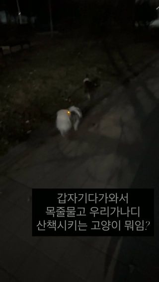 와중에 꽤나 잘따라감
#강아지 #고양이 #포메라니안