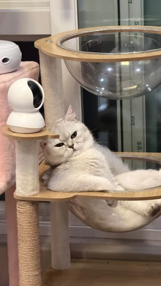 고양이 계 최산 등장
저녁준비하고있는데 저러고 구경중 

#❤️ #고양이 #최산 #catvideo challenge