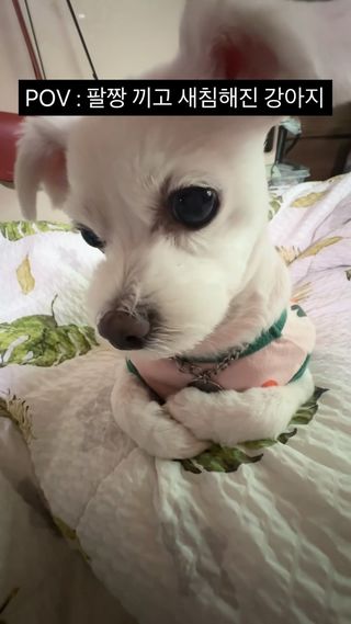 마지막에 시무룩한 거 뭐임
#강아지 #이아지 #가나디