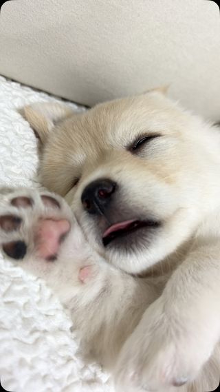 꿈나라🌙 #강아지
