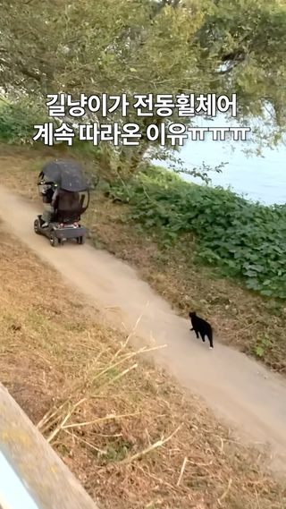 전동휠체어를 따라가던 길냥이… 그 이유는…ㅠ