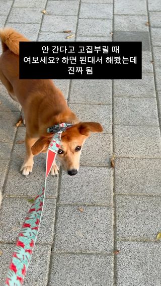 아 여보세요가 아니고 안녕하세요라고
ㅋㅋㅋㅋㅋㅋㅋㅋ

아무튼
여보세요 도 됩니다.

포인트는
#반갑게

#견주꿀팁