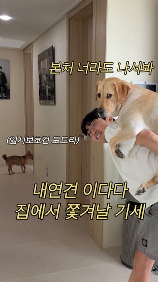 겁쟁이다다
 
#k #아빠 와 #강아지 
#래브라도리트리버 #retriever
