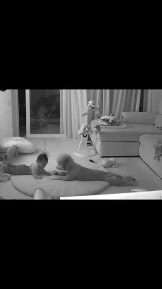 다른걸 확인하려고 열었던 홈캠에서 발견한 따듯한 영상

사랑스런 나의 강아지들🩵

며칠 전 아가의 새벽기상😴
너무 피곤했던 엄마는 아기를 내려두고 소파에 누워있었다 

누워서 졸았는데 두찌가 아가 놀아주고 챙겨주는 모습❤️
아기도 그런 두찌의 보살핌을 좋아하는 눈치 ㅋㅋ

두찌야 항상 곰아워❤️❤️🐶

#애개육아 #멍스타그램 #말띠맘 #골든두들 #반려견