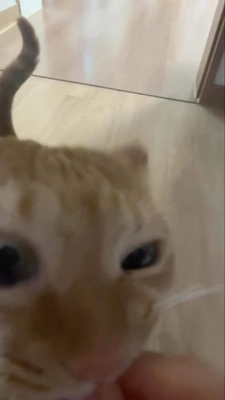 용수철 고양이

#고양이 #추천 #자랑 #개인기 #fy