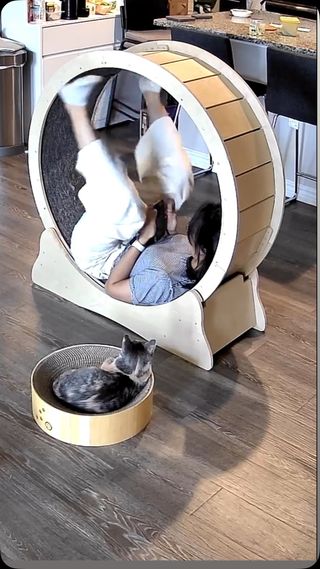 홍시네서 온 캣휠… 저는 안 타고 언니만 타더니 이젠 지지네로 떠났대요. 과연 이 캣휠은 평생 함께할 집을 찾을 수 있을까요?! Hongsi’s → My place → Gigi’s.. Will this cat wheel ever find its forever home? 🥹 #cat #catstagram #catwheel