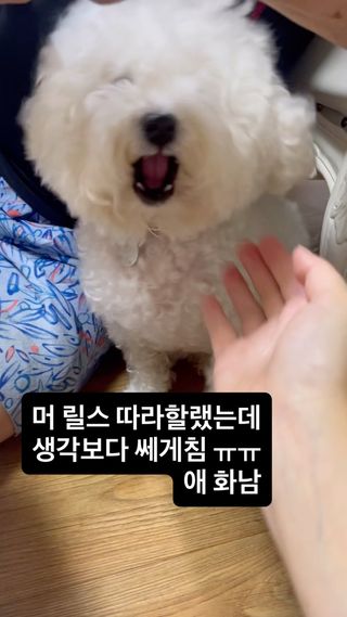 다른 강아지들은 착하던데.. 쎄게치긴함..ㅠ #지랄견
