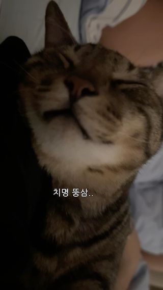 무슨 고양이 잠꼬대가
사람보다 더 시끄러움…🤦‍♀️
자다가 귀청 터지는 줄…🫪
.
.
.
#고양이#잠꼬대#개큼#환콜이