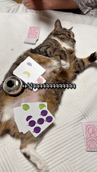할리갈리 하는 고양이