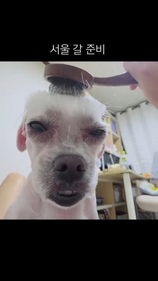 꼬까옷입고 가쟈요
#찐빵이 #말갈이 #말갈행님