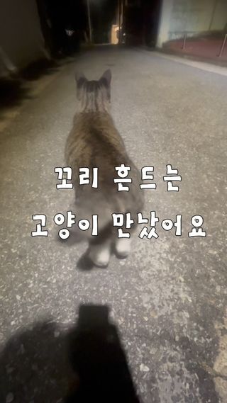 고양이가 꼬리 흔드는 이유.. 멀까?
#fyp #고양이