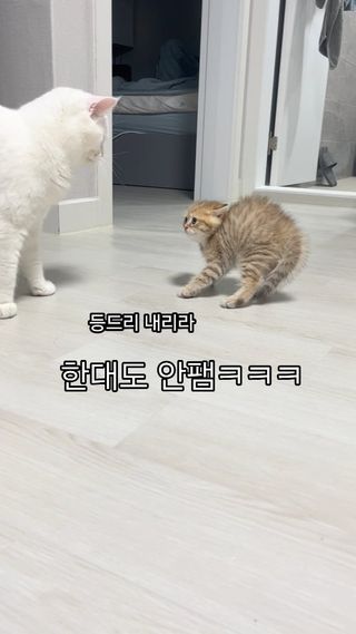 유효 죽빵 0회로 얼라 잡는 단소 고양이