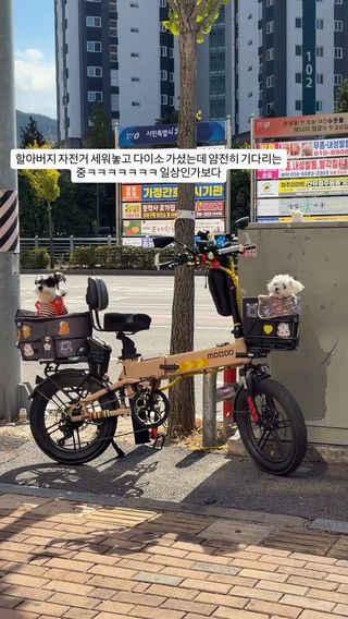 #슈나우져 #말티즈