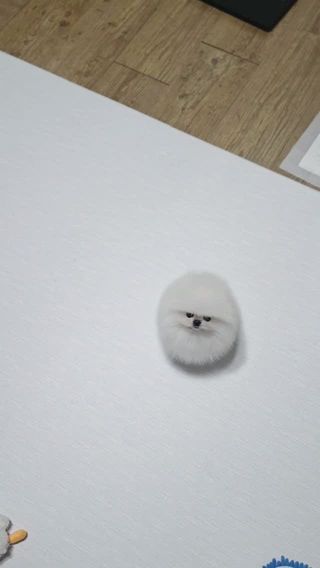 찍으면서 너무 귀여워서 못참고 흐흐 웃어버렸...😝
쁘니 이뻐해주셔서 감사해요🩷 
맘마 줄때마다 영상 많이 찍고있어요🐰
잘 지켜보니 배부딪히는 소리가 아니라 콩콩 발구르는 소리에요 배 걱정 안하셔도 됩니다🥰