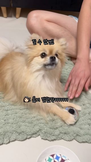 아빠랑 갱이씨의 스피드 게임 2탄