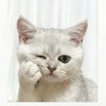 cat._.mozzi