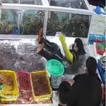 ddungcrab