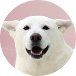 ere_jindo_g