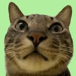 ganher_cat_