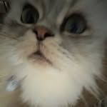 giralkitty_2