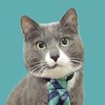 mejooandcats