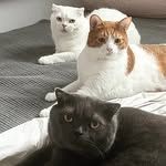 mng.cat
