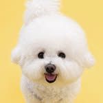 mozzi_bichon