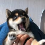 najung_shibainu_blacktan