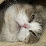 pimpiiiii___